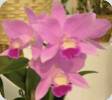 Lc. Sukura Candy